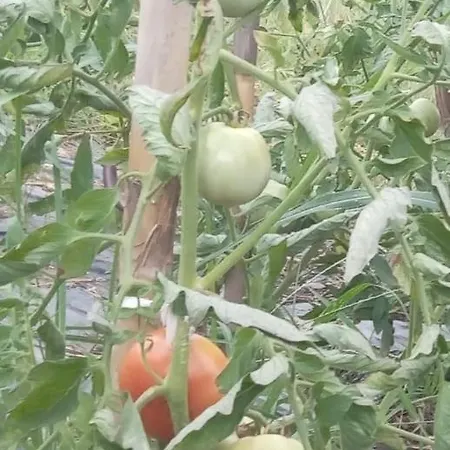 Garden View * New Shtoj